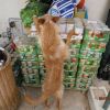 katzenfutter_1