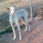 Patenhund_mani