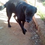 Rocky_1