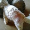 ronny_nachop2